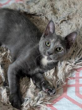 Daffodil -  Dilute Tortoiseshell Cat for Adoption in Richmond, Virginia - Daffodil | PetCurious