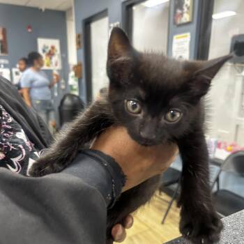 Halo -  Domestic Short Hair Cat for Adoption in Newark, New Jersey - Halo | PetCurious
