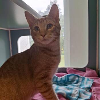 Cheese Ball -  Domestic Short Hair Cat for Adoption in Morristown, Vermont - Cheese Ball | PetCurious