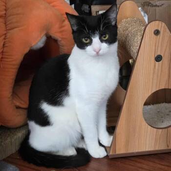 Rescue Tuxedo Cats for Adoption in Norwich, Connecticut - Snoopy | PetCurious