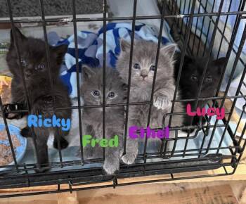 I Love Lucy Litter -  Domestic Medium Hair Cat for Adoption in Mechanicsburg, Pennsylvania - I Love Lucy Litter | PetCurious