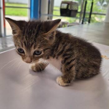 Surge -  Domestic Short Hair Cat for Adoption in Montgomery, Alabama - Surge | PetCurious