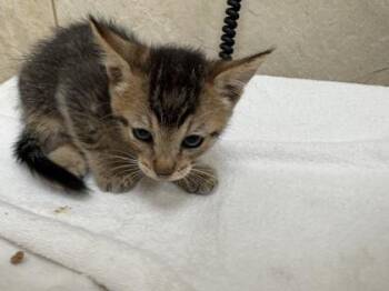 Princeton -  Domestic Short Hair Cat for Adoption in Honolulu, Hawaii - Princeton | PetCurious