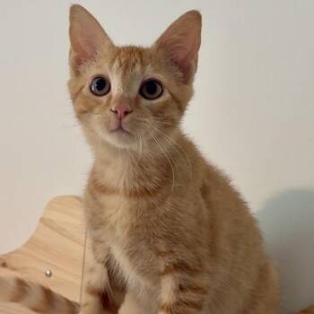 Hashbrowns -  Domestic Short Hair Cat for Adoption in Richmond, Virginia - Hashbrowns | PetCurious