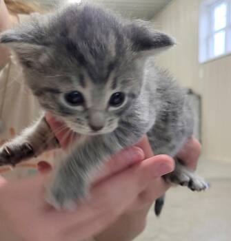 Vega -  Domestic Short Hair Cat for Adoption in Medford, Wisconsin - Vega | PetCurious