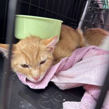 Carter -  Domestic Short Hair Cat for Adoption in Richmond, Virginia - Carter | PetCurious