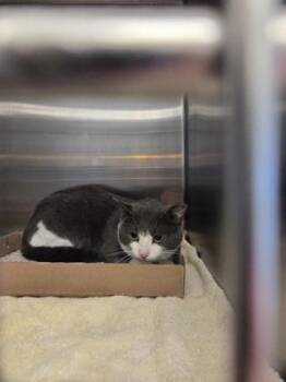JB -  Domestic Short Hair Cat for Adoption in Fallston, Maryland - JB | PetCurious