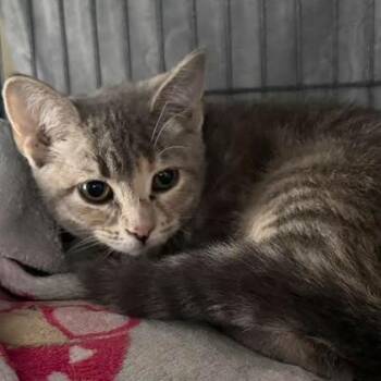 Abigail -  Domestic Short Hair Cat for Adoption - Abigail | PetCurious
