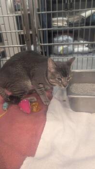 Domestic Short Hair Cats Available for Adoption - Kibby | PetCurious