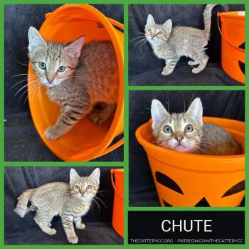 Chute -  Domestic Short Hair Cat for Adoption in Corpus Christi, Texas - Chute | PetCurious