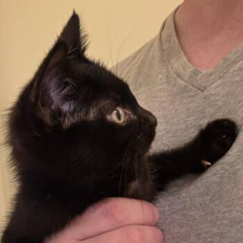 Penney -  Domestic Short Hair Cat for Adoption in Cumming, Georgia - Penney | PetCurious