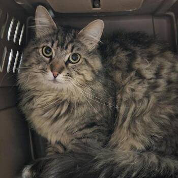 Domestic Short Hair Cats Available for Adoption in Salt Lake City, Utah - Peter | PetCurious