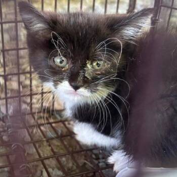 Shiloh -  Domestic Long Hair Cat for Adoption in Gordonsville, Tennessee - Shiloh | PetCurious