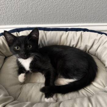 Oreo -  Domestic Short Hair Cat for Adoption in Gardnerville, Nevada - Oreo | PetCurious