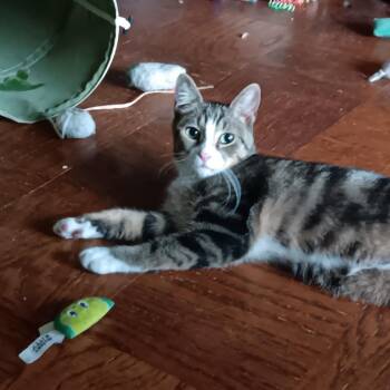 Diane -  Domestic Short Hair Cat Available for Adoption in New York, New York - Diane | PetCurious