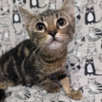 APPLE CIDER -  Domestic Short Hair Cat for Adoption in Graham, Washington - APPLE CIDER | PetCurious