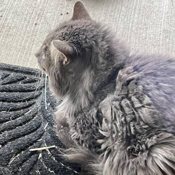 Domestic Long Hair Cats Available for Adoption - Rufus | PetCurious