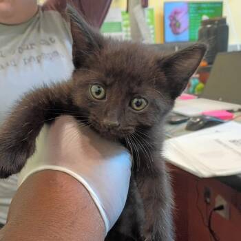 Uno -  Domestic Short Hair Cat for Adoption in Lynchburg, Virginia - Uno | PetCurious