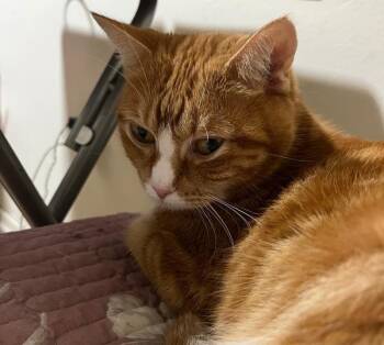 Ginger -  Domestic Short Hair Cat for Adoption - Ginger | PetCurious