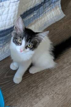 Dolly -  Domestic Medium Hair Cat for Adoption in Walnut, California - Dolly | PetCurious