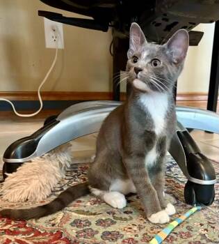 Oscar - Kuykendahl -  Domestic Short Hair Cat for Adoption in Spring, Texas - Oscar - Kuykendahl | PetCurious