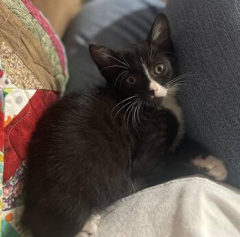 Mittens -  Domestic Short Hair Cat for Adoption in Mesquite, Texas - Mittens | PetCurious