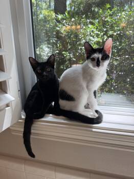 Olivia -  Domestic Short Hair Cat for Adoption in The Woodlands, Texas - Olivia | PetCurious