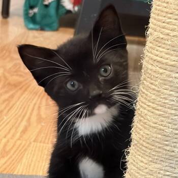 Meowstic -  Domestic Short Hair Cat for Adoption in Cumming, Georgia - Meowstic | PetCurious