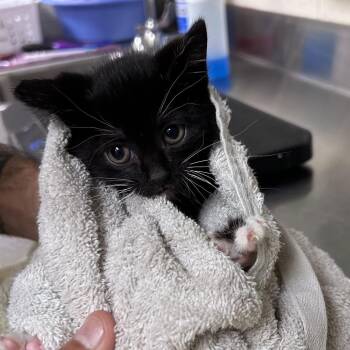Hissteria -  Domestic Short Hair Cat for Adoption in Asheville, North Carolina - Hissteria | PetCurious