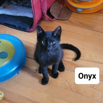 Onyx -  Domestic Short Hair Cat for Adoption in Ottawa, Ontario - Onyx | PetCurious