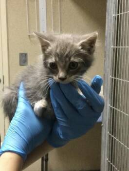 MINDY -  Domestic Short Hair Cat for Adoption in Riverside, California - MINDY | PetCurious