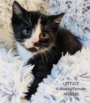 Lettuce -  Domestic Short Hair Cat for Adoption - Lettuce | PetCurious