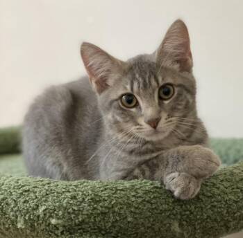 Rescue Domestic Short Hair Cats for Adoption in Allentown, New Jersey - Rockette | PetCurious