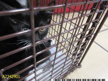 MARC -  Domestic Short Hair Cat for Adoption in West Palm Beach, Florida - MARC | PetCurious