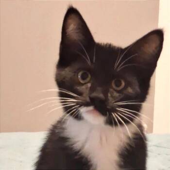Legolas -  Domestic Short Hair Cat for Adoption in Blackfoot, Idaho - Legolas | PetCurious