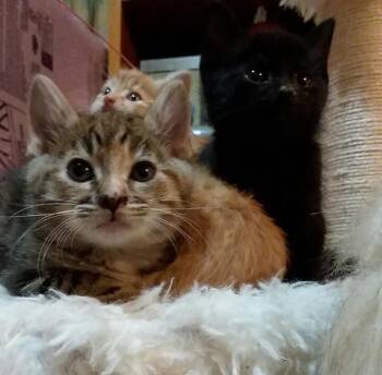 Rescue Domestic Short Hair Cats for Adoption - GEMMIE | PetCurious