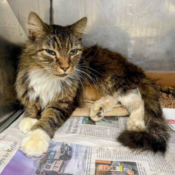 "Pebbles" -  Domestic Medium Hair Cat for Adoption in Lyndhurst, Virginia - "Pebbles" | PetCurious