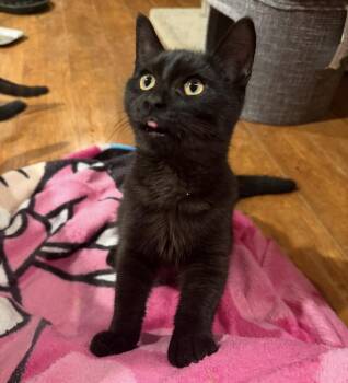 Roast -  Domestic Short Hair Cat for Adoption in Williamsville, New York - Roast | PetCurious