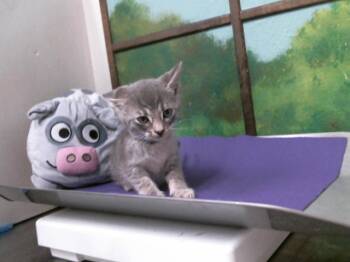Domestic Short Hair Cats Available for Adoption in Houston, Texas - NAMI | PetCurious