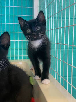 Rescue Domestic Short Hair Cats for Adoption in St. Helens, Oregon - 25-33 Gideon | PetCurious
