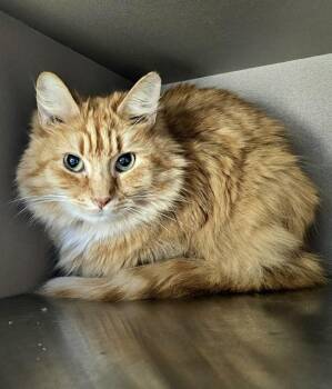 Domestic Long Hair Cats Available for Adoption in Clyde, North Carolina - TOWHEE | PetCurious