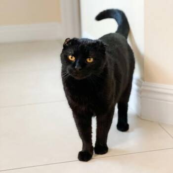 Slinky -  Bombay Cat for Adoption in Coral Gables, Florida - Slinky | PetCurious