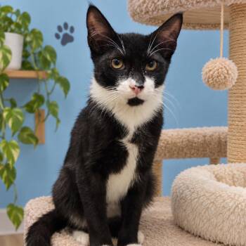 Brody -  Domestic Short Hair Cat for Adoption in Hemet, California - Brody | PetCurious