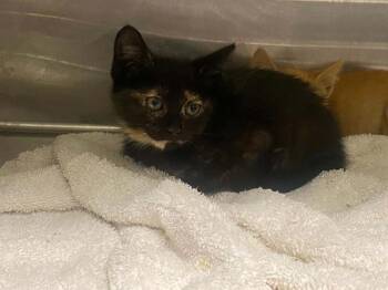POLYDORA -  Domestic Medium Hair Cat for Adoption in Tustin, California - POLYDORA | PetCurious