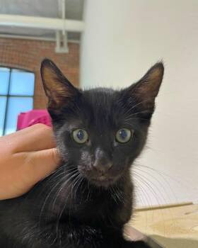 Sage -  Domestic Short Hair Cat for Adoption in Novato, California - Sage | PetCurious
