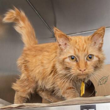 FLOOF -  Domestic Long Hair Cat for Adoption in St. Louis, Missouri - FLOOF | PetCurious