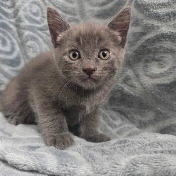 Dom -  Domestic Short Hair Cat Available for Adoption in Brea, California - Dom | PetCurious
