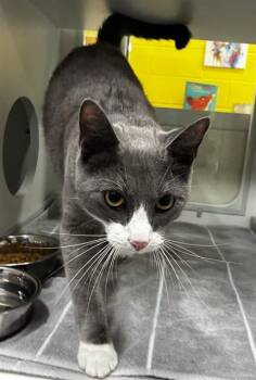 ORI -  Domestic Short Hair Cat for Adoption - ORI | PetCurious