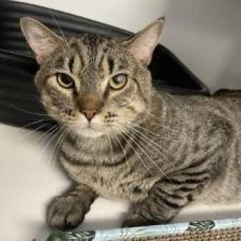 Domestic Short Hair Cats Available for Adoption - Manny | PetCurious