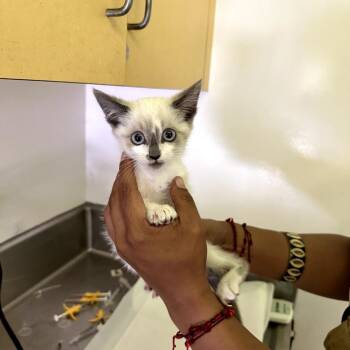 Frankie -  Snowshoe Cat for Adoption in Los Angeles, California - Frankie | PetCurious